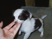 Chihuahua baby boy A.K.C.