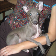 Best Italian Greyhound For Sale