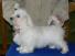 we have  healthy  lovely maltese  for sale