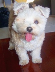 female maltese/yorkie puppie for sale